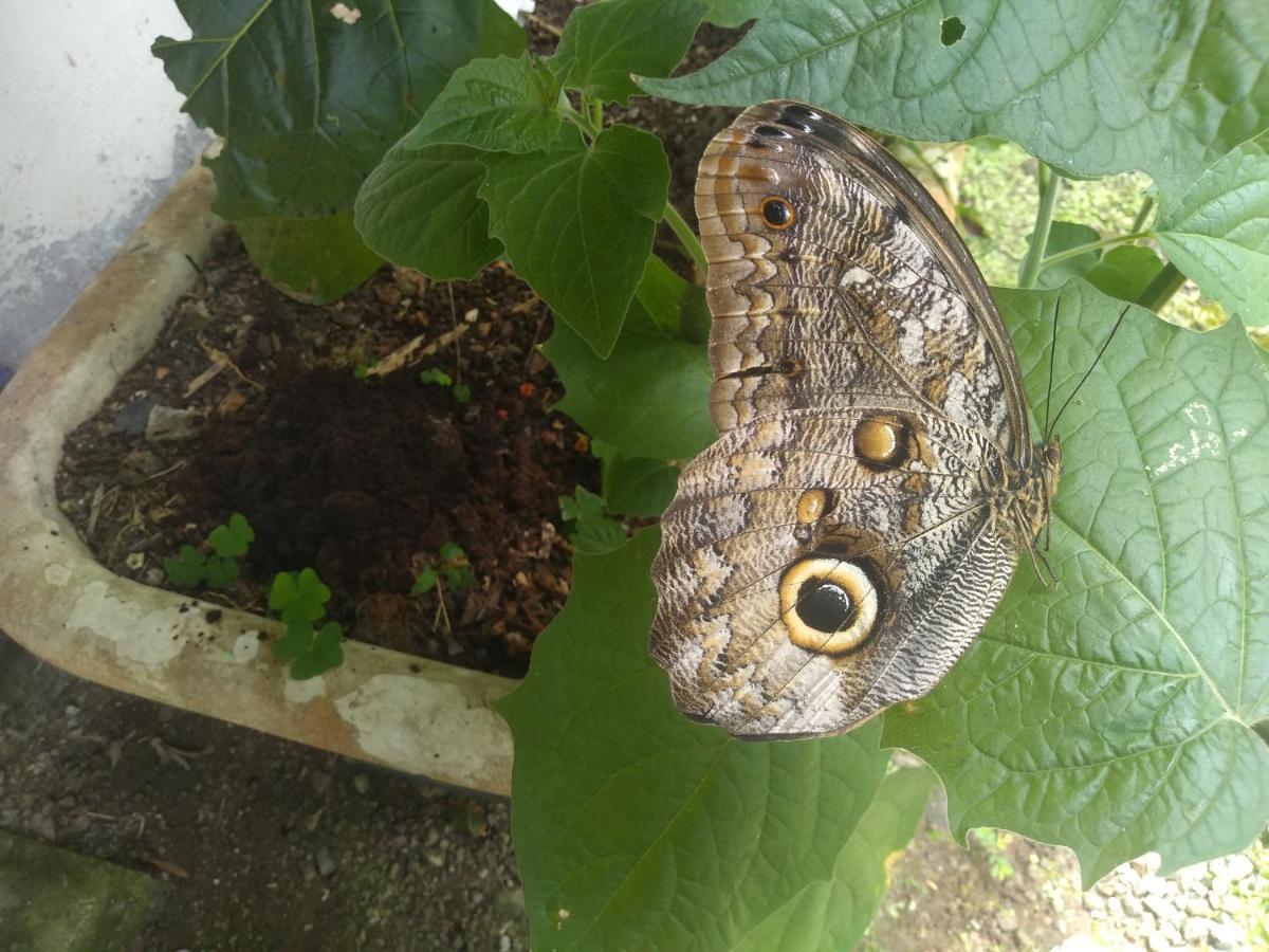 Hosteria La Roulotte - Mindo Zewnętrze zdjęcie